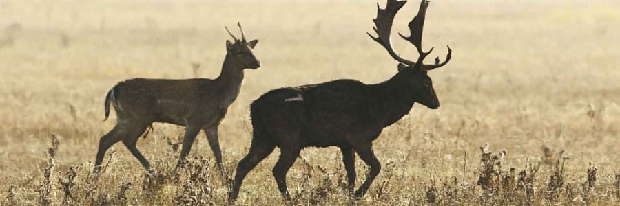 Jason Doyle's Ruger rifle deer stalking tips